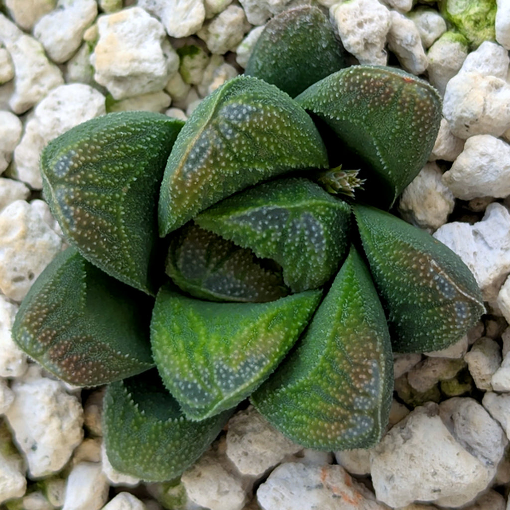 Haworthia PP576 hybrid series #32
