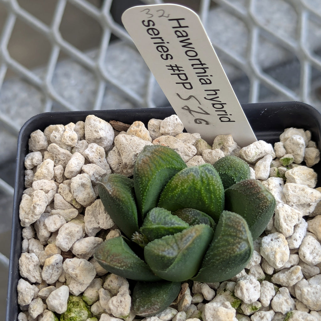 Haworthia PP576 hybrid series #32