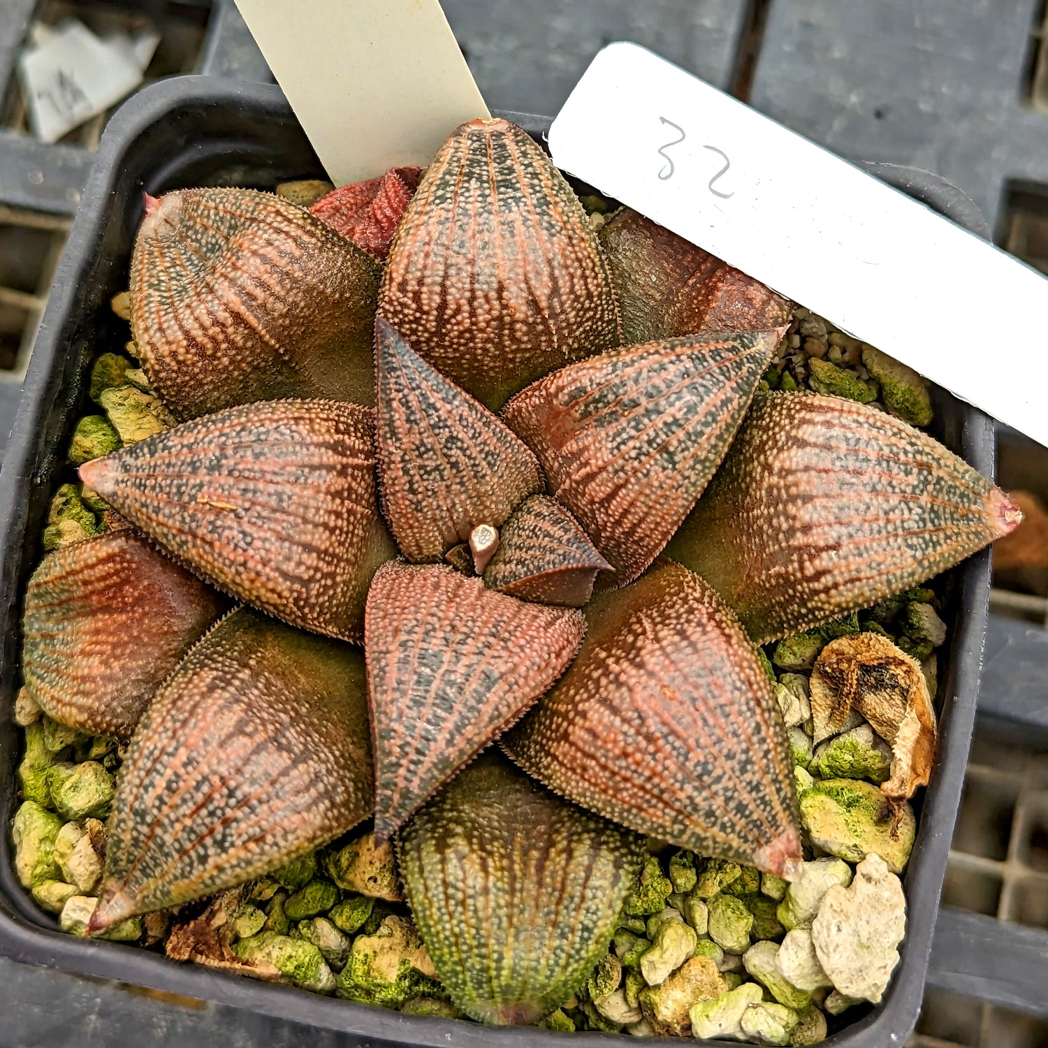 Haworthia marxii hybrid series PP388 #32 SOLD OUT