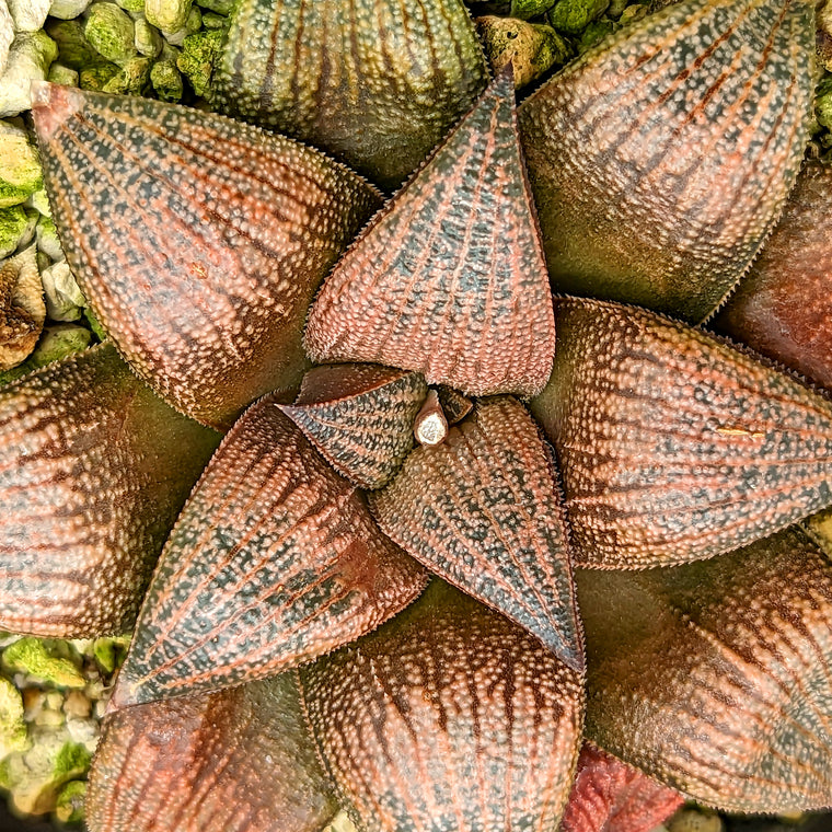 Haworthia marxii hybrid series PP388 #32 SOLD OUT
