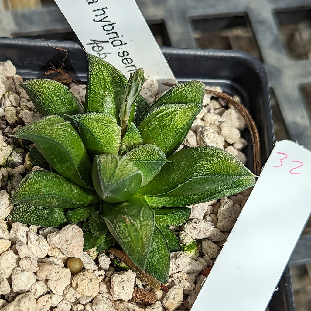 Haworthia parksiana hybrid series PP406 #32 SOLD OUT