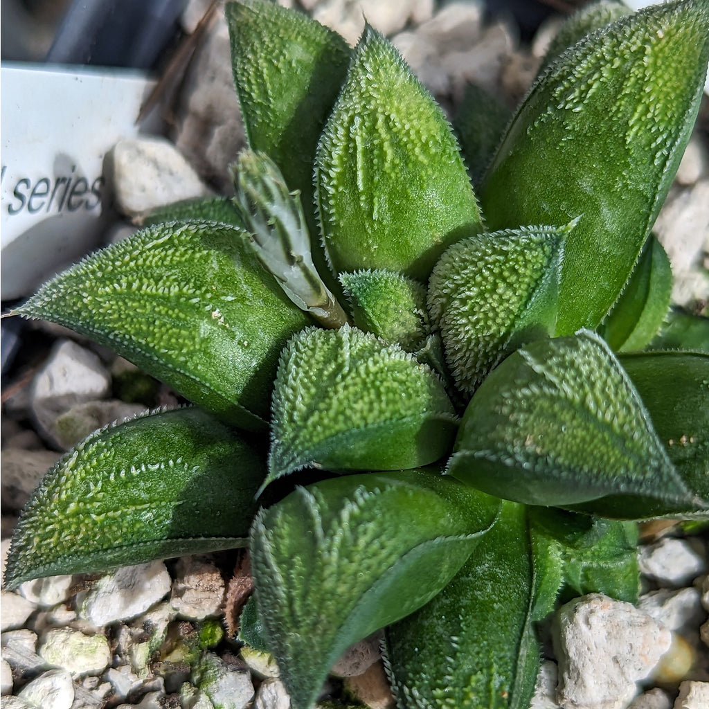 Haworthia parksiana hybrid series PP406 #32 SOLD OUT