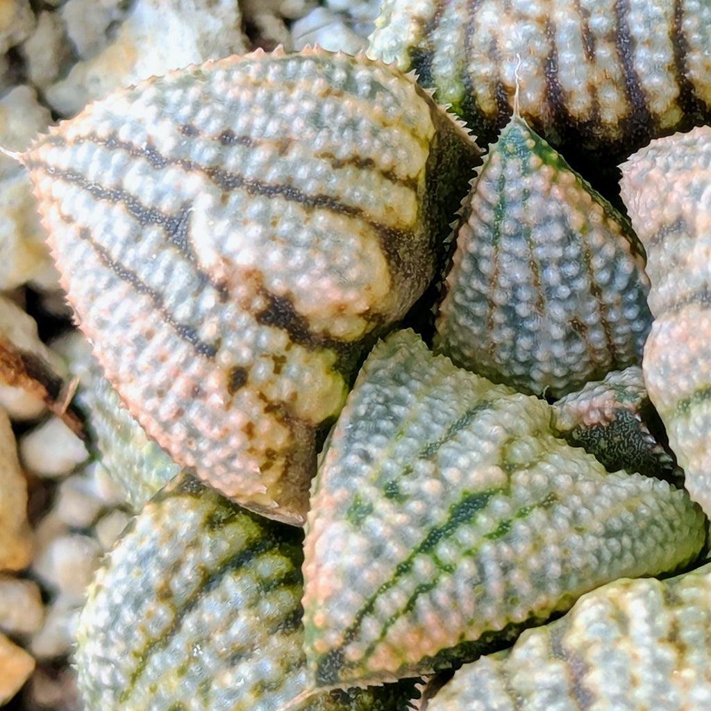 Haworthia "TetraTreasures" PP634 hybrid series #32