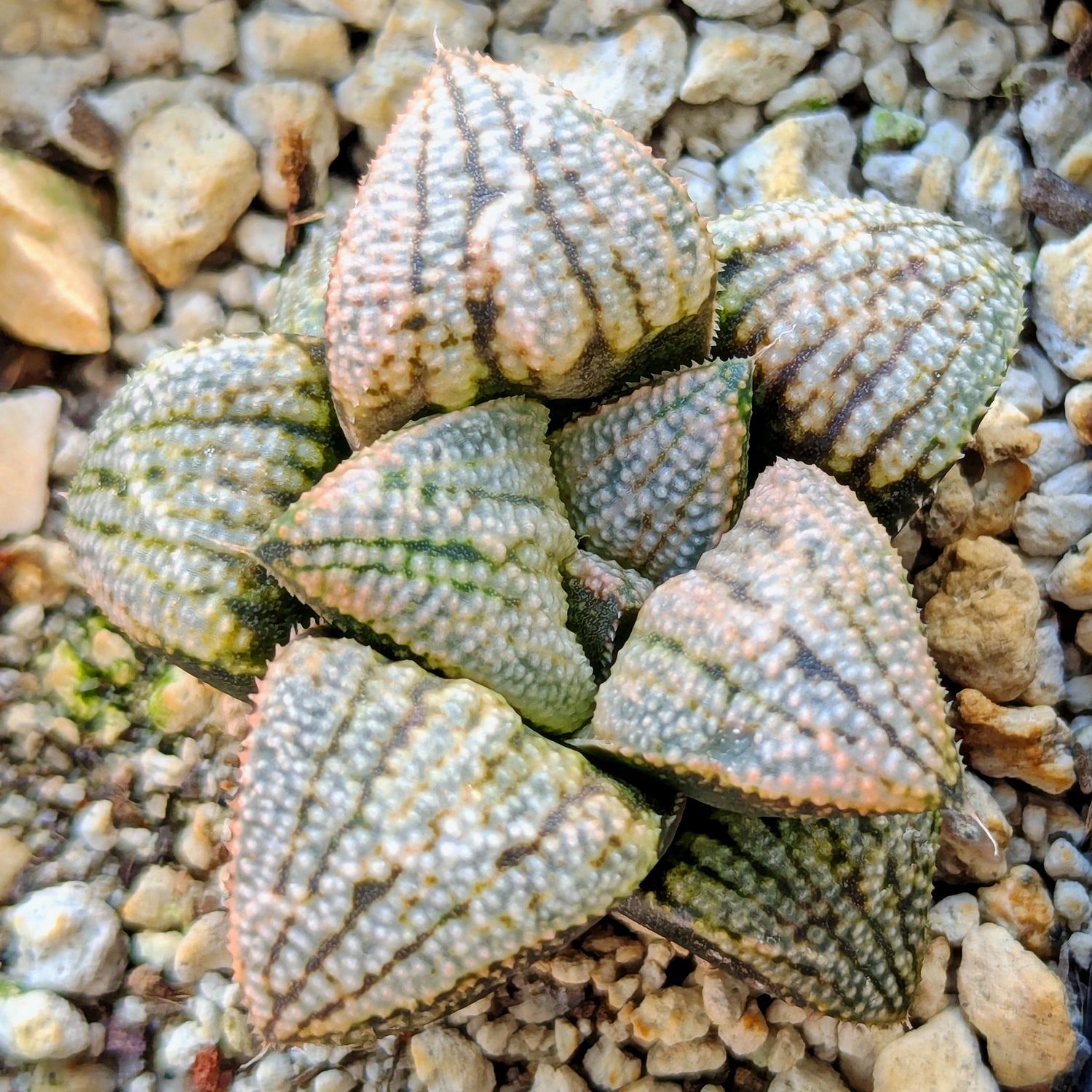 Haworthia "TetraTreasures" PP634 hybrid series #32