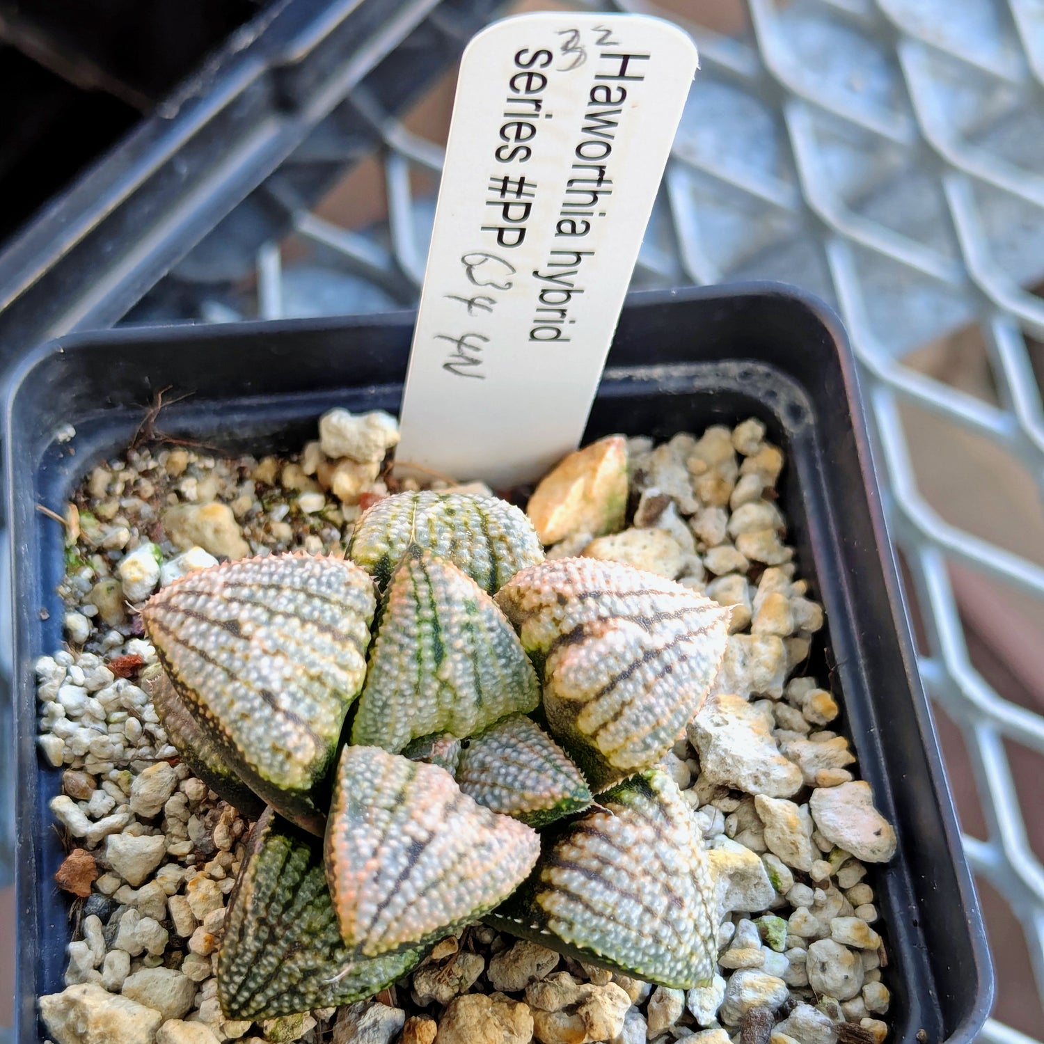 Haworthia "TetraTreasures" PP634 hybrid series #32