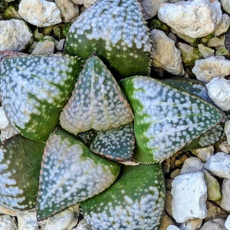 Haworthia  hybrid series PP570 #32