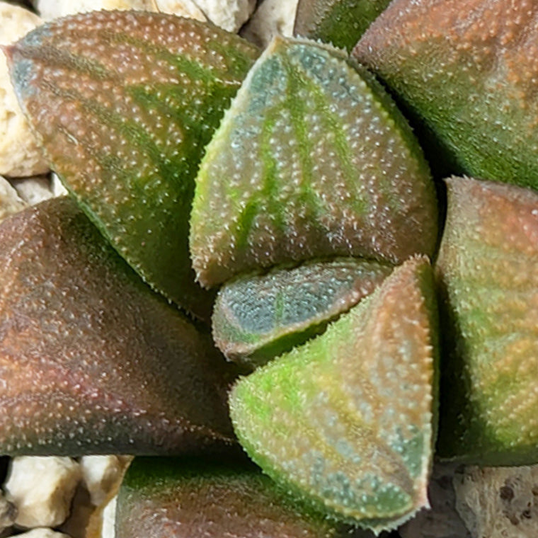 Haworthia PP576 hybrid series  #32