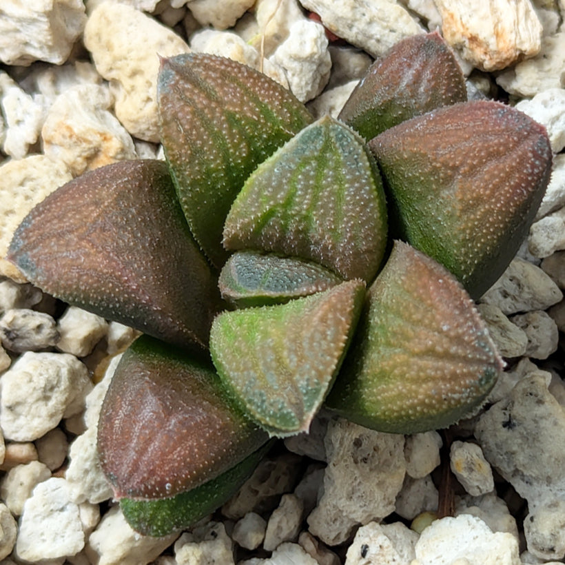 Haworthia PP576 hybrid series  #32