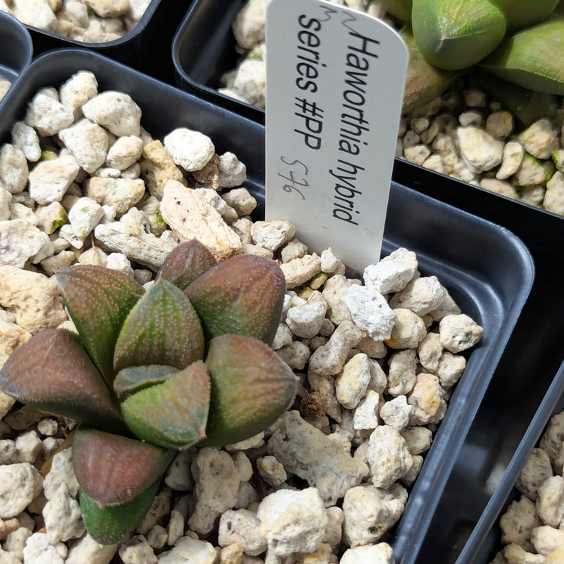 Haworthia PP576 hybrid series  #32