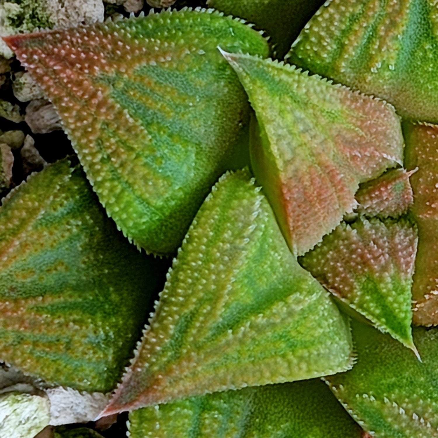 Haworthia PP572 hybrid series #32