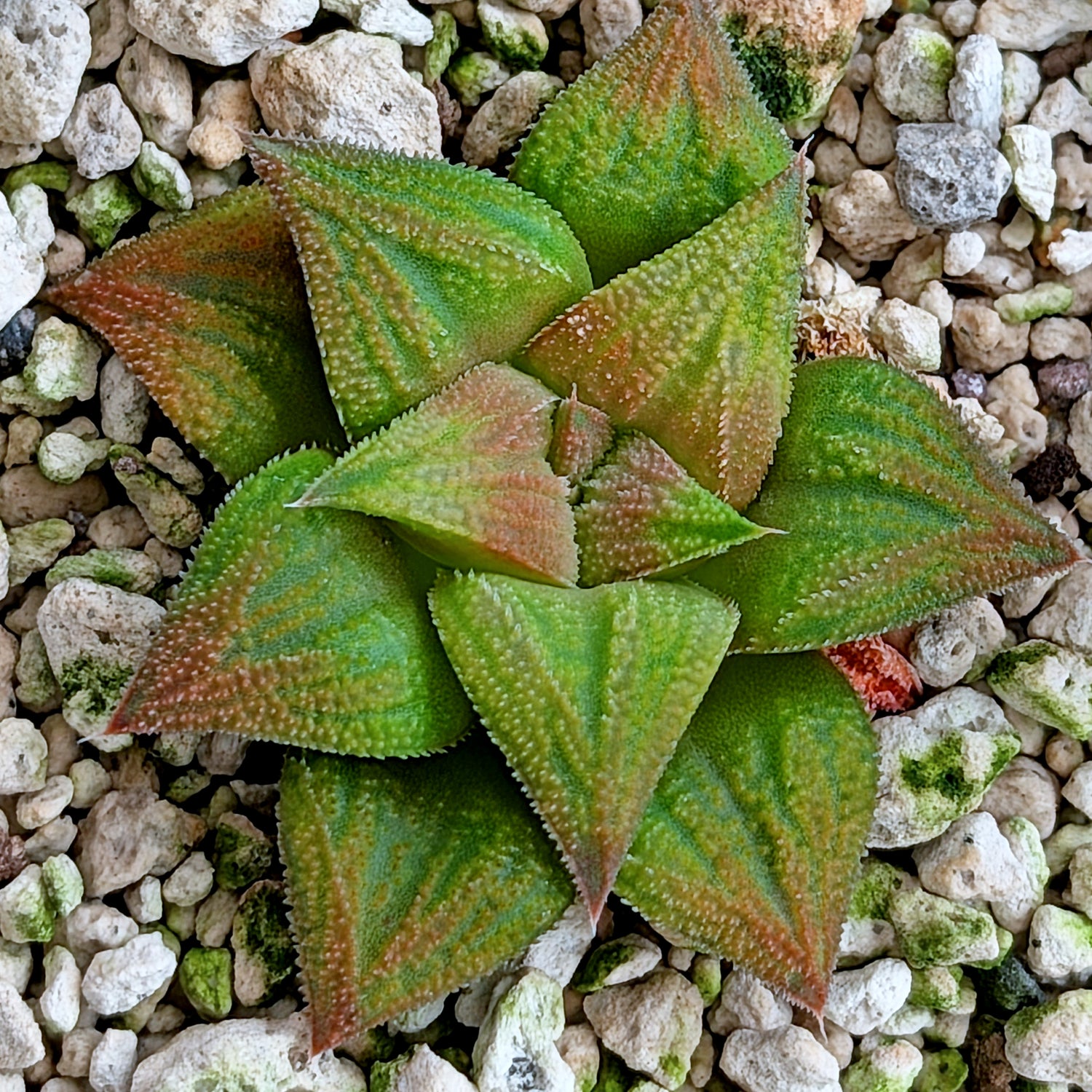 Haworthia PP572 hybrid series #32