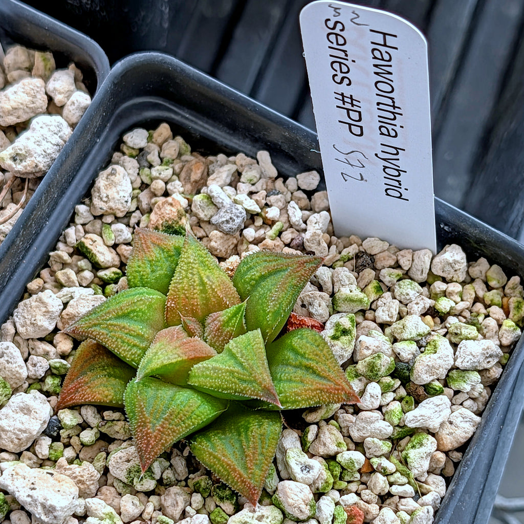 Haworthia PP572 hybrid series #32