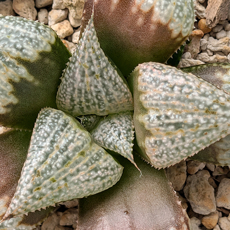 Haworthia 