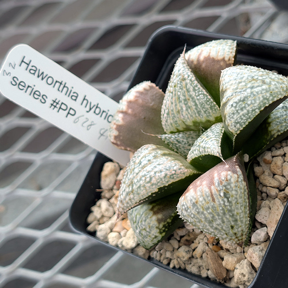 Haworthia "TetraTreasures" PP628 hybrid series #32