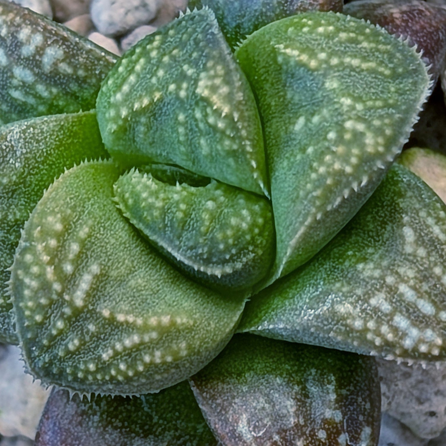 Haworthia PP671 hybrid series #32