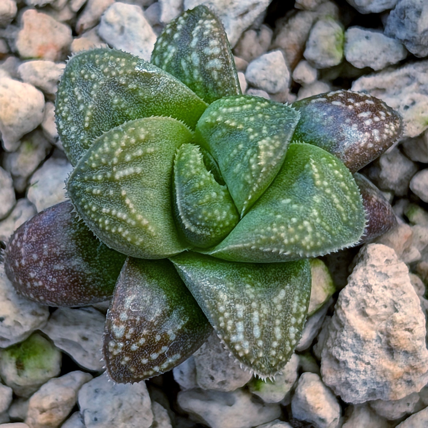 Haworthia PP671 hybrid series #32