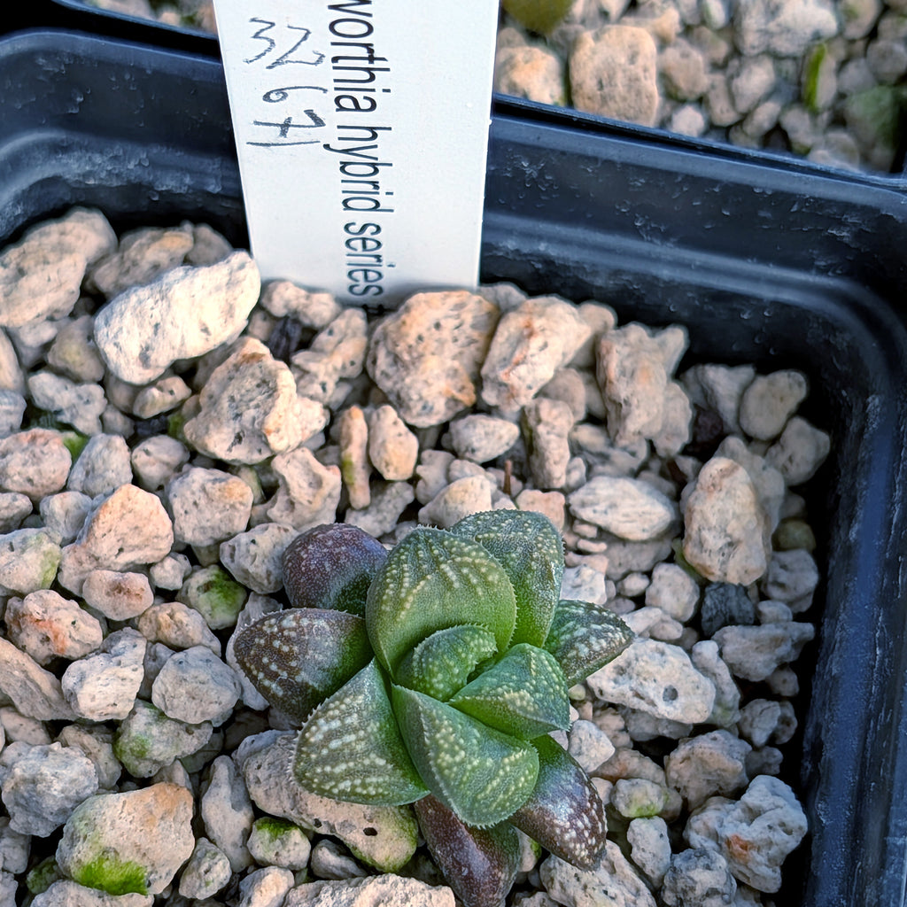 Haworthia PP671 hybrid series #32