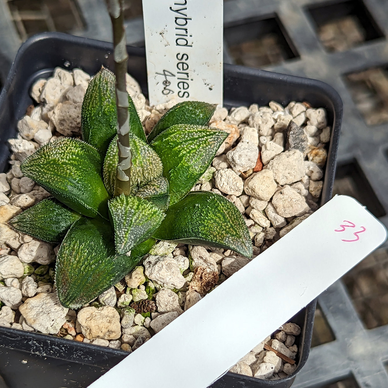 Haworthia parksiana hybrid series PP406 #33 SOLD OUT
