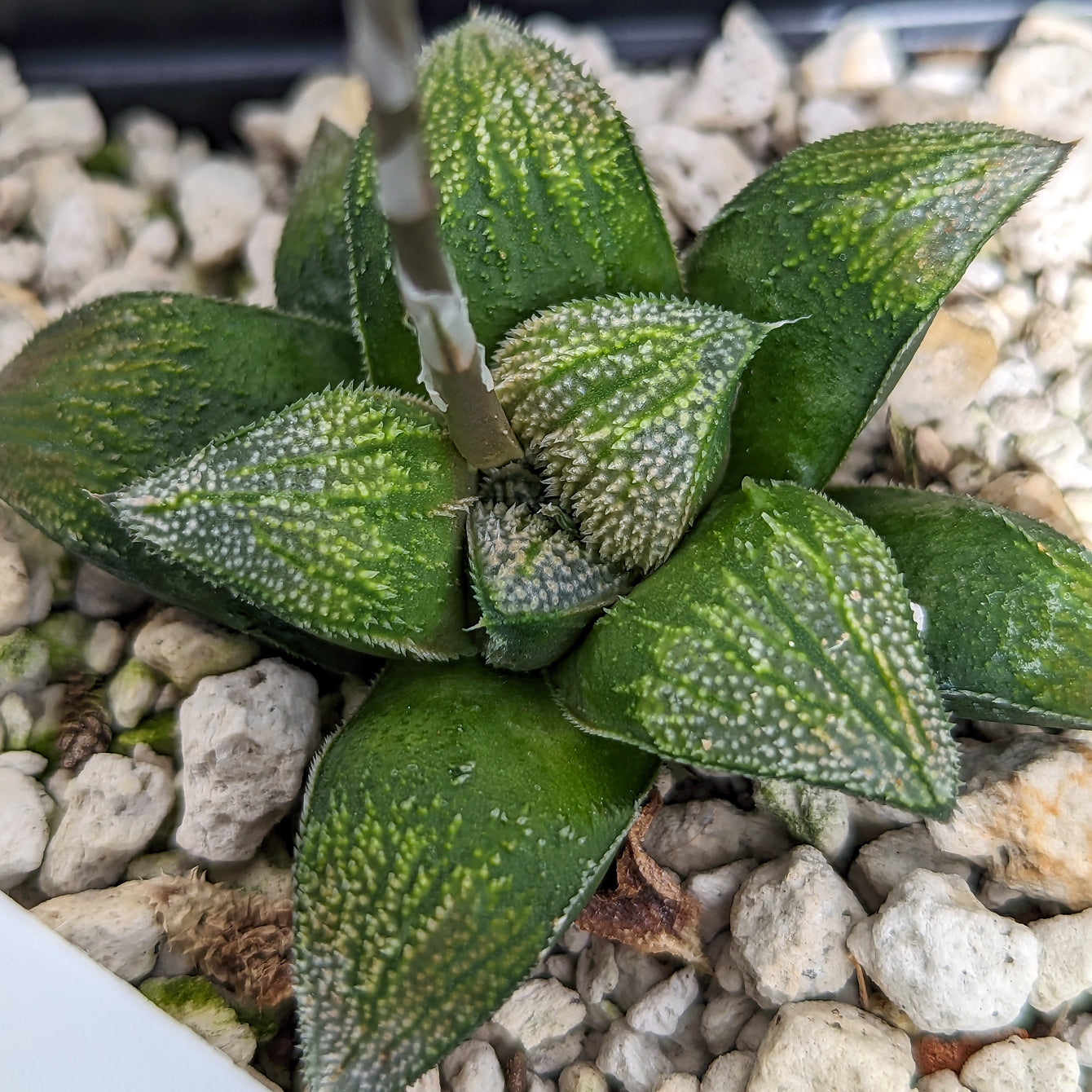 Haworthia parksiana hybrid series PP406 #33 SOLD OUT