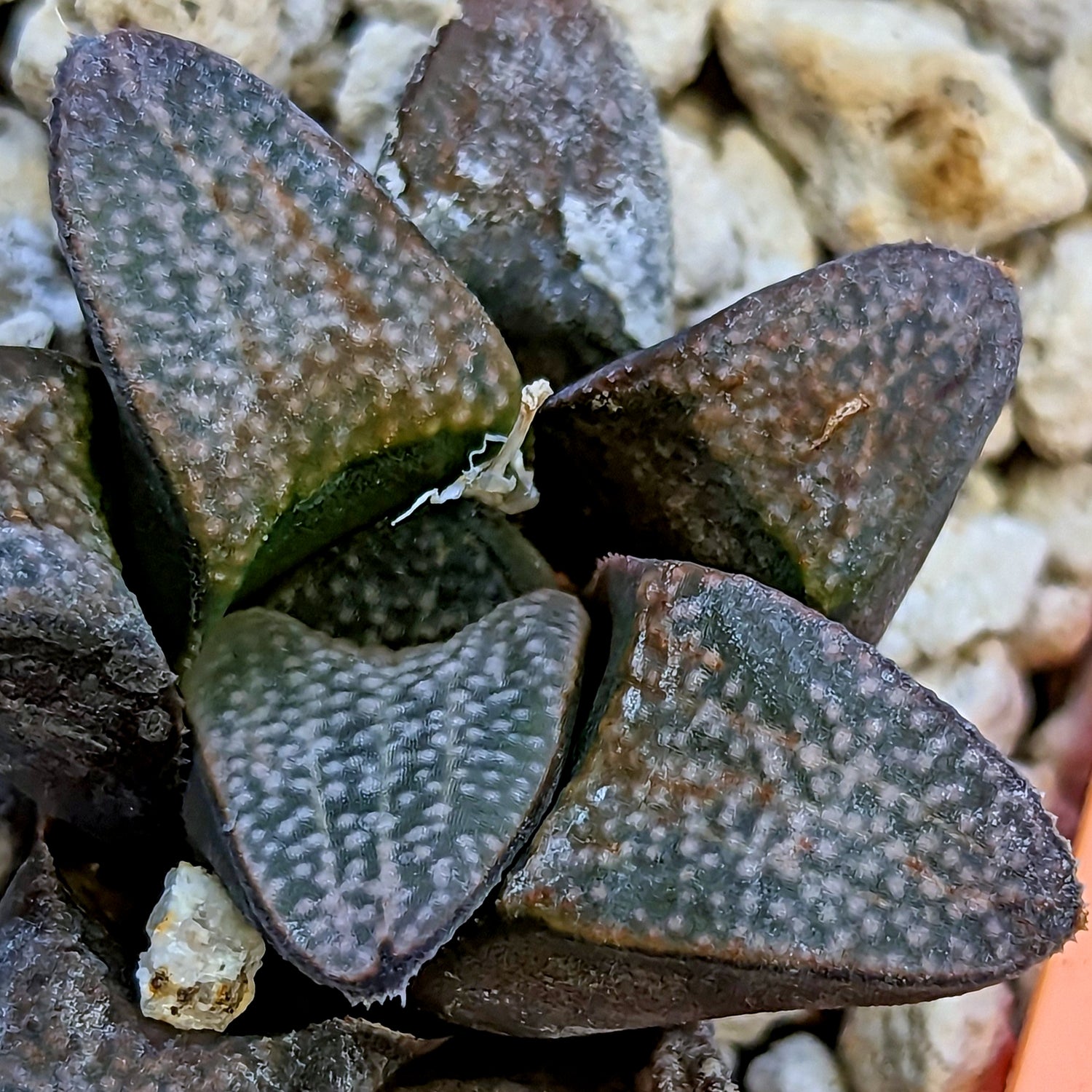 Haworthia  groenewaldii hybrid series PP415 #33 SOLD OUT