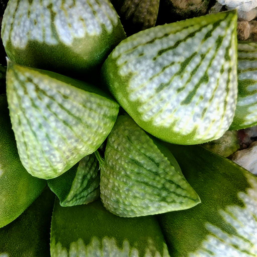 Haworthia PP619 hybrid series #33