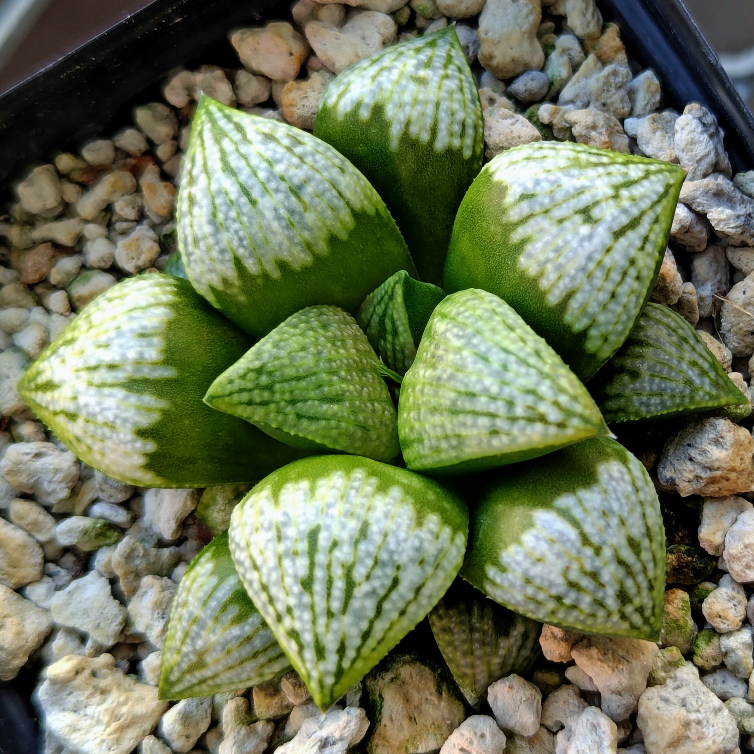 Haworthia PP619 hybrid series #33