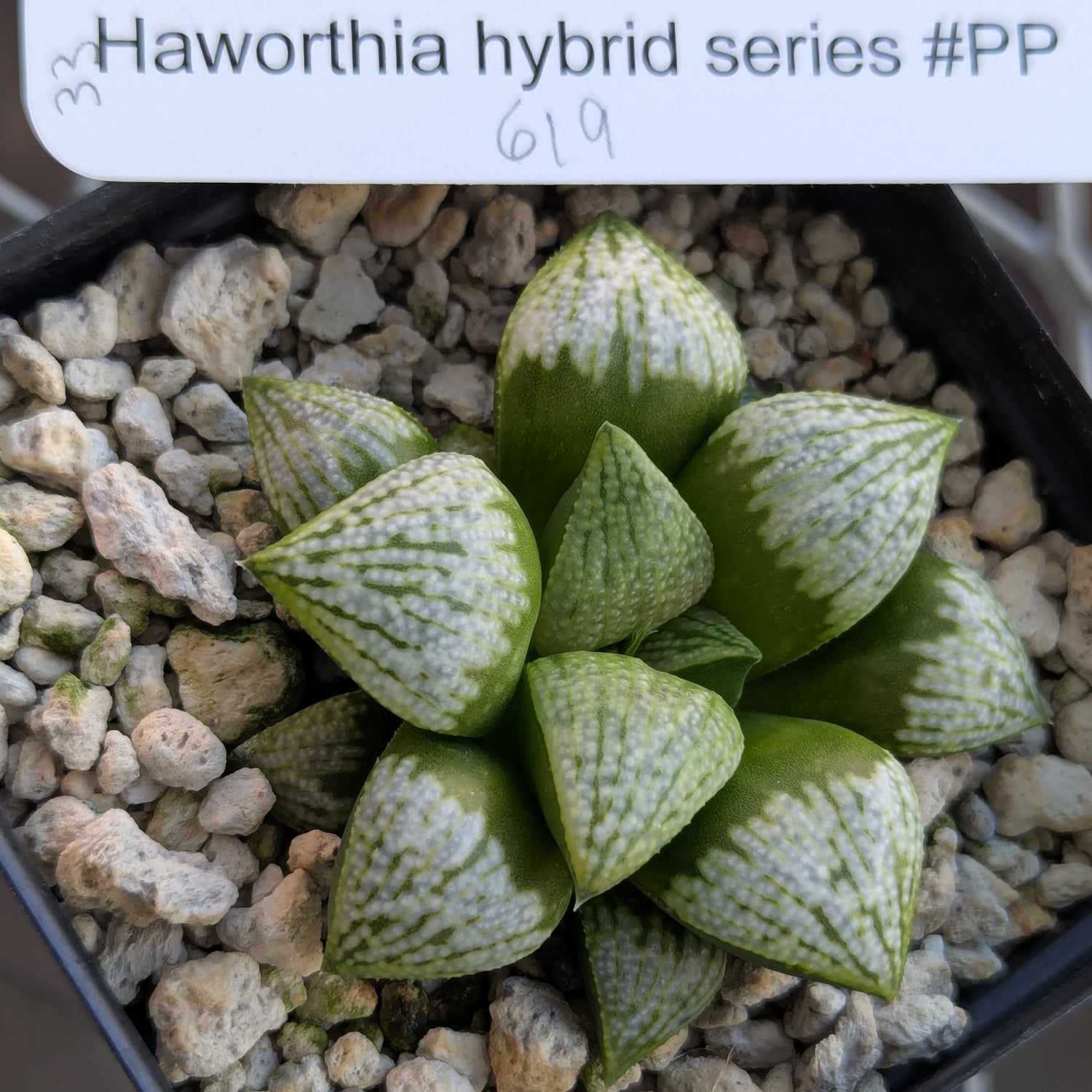 Haworthia PP619 hybrid series #33