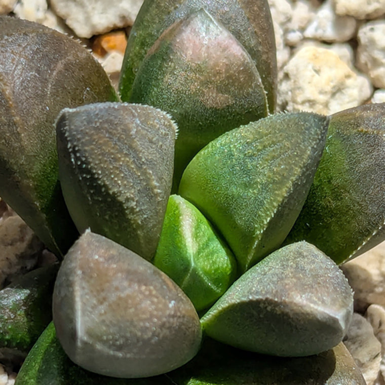 Haworthia PP576 hybrid series  #33