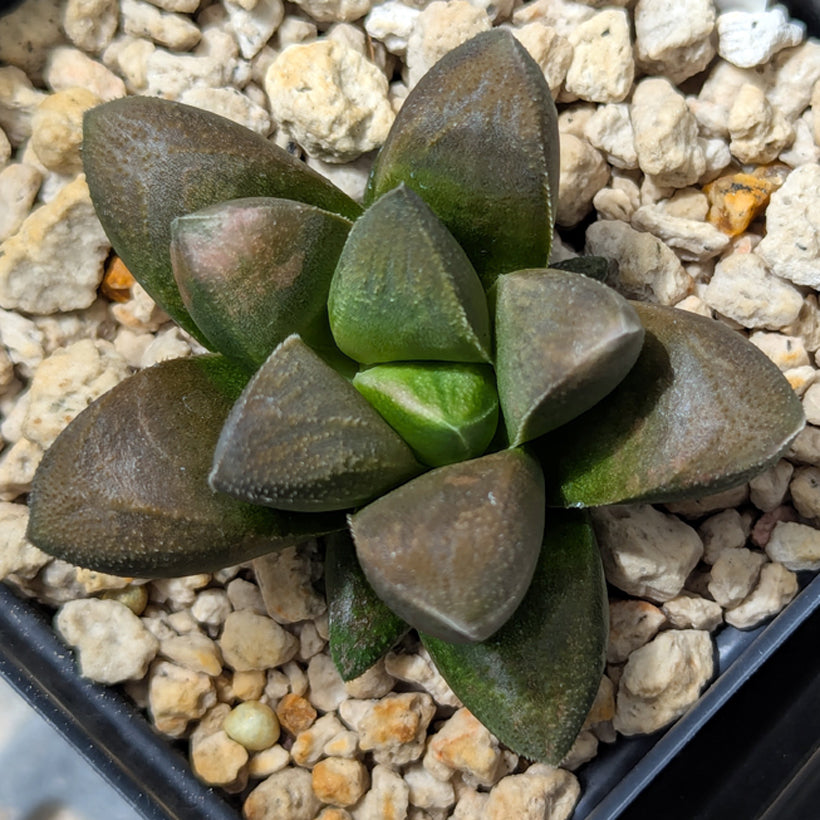 Haworthia PP576 hybrid series  #33