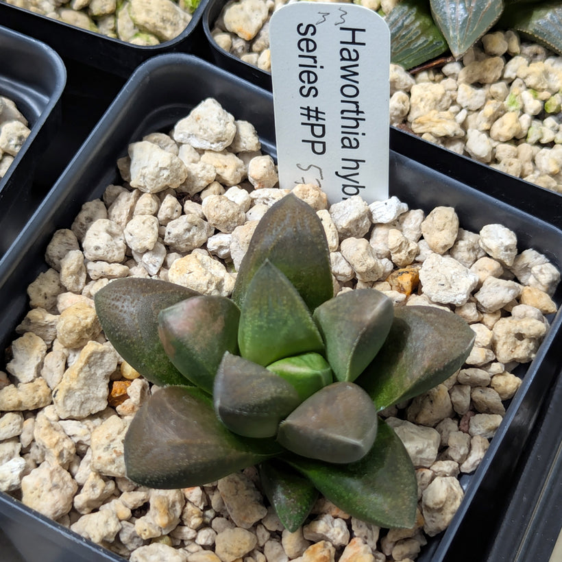 Haworthia PP576 hybrid series  #33