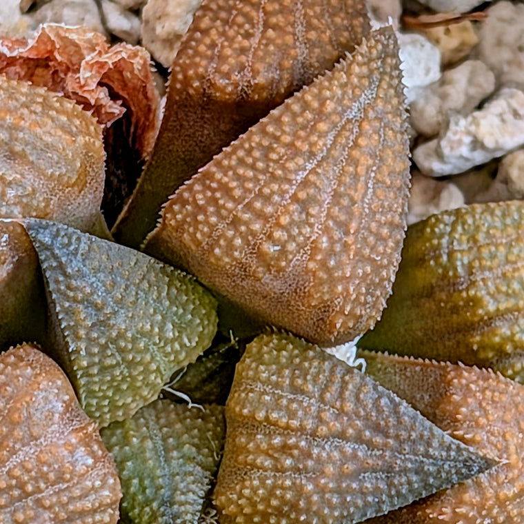 Haworthia PP572 hybrid series #32