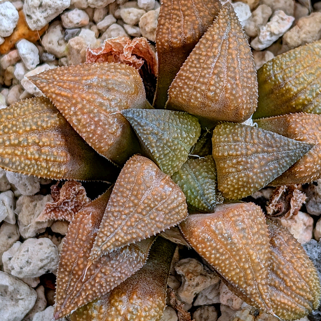 Haworthia PP572 hybrid series #32