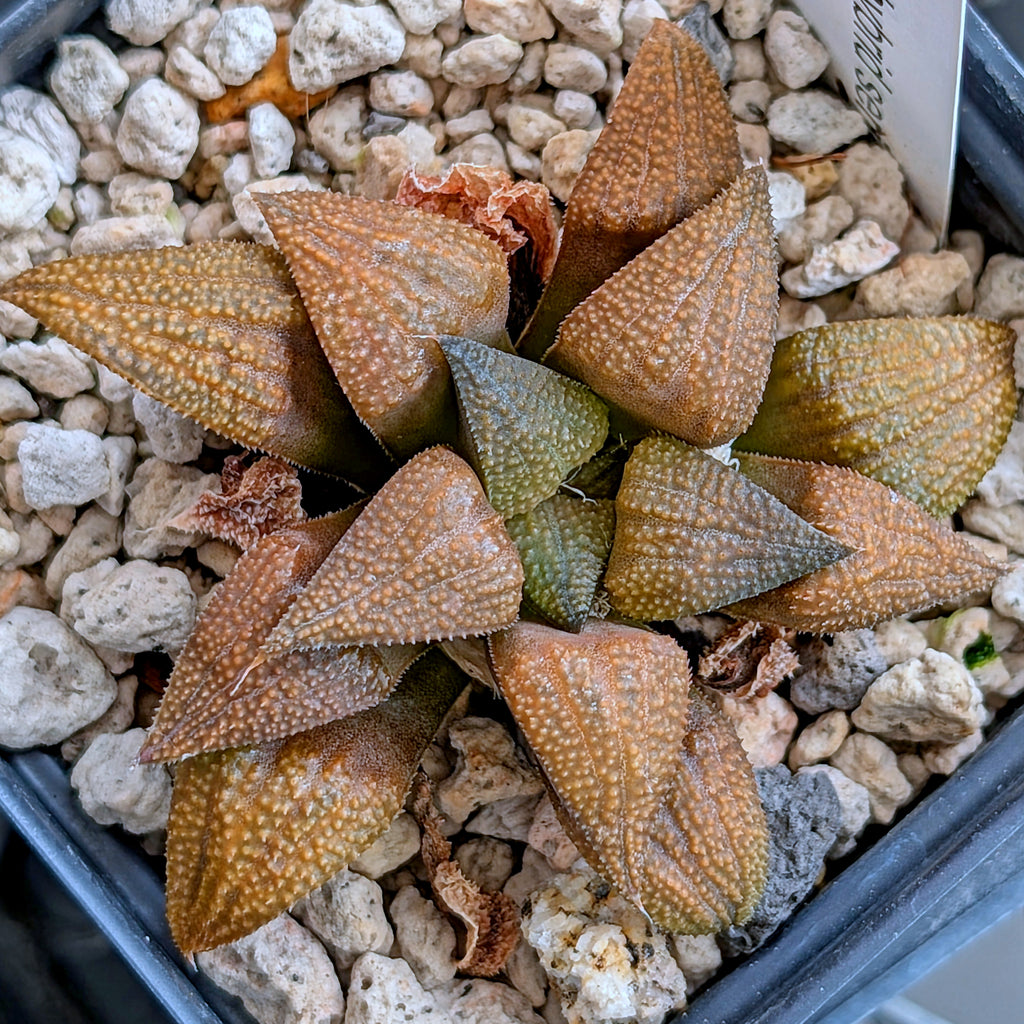 Haworthia PP572 hybrid series #32