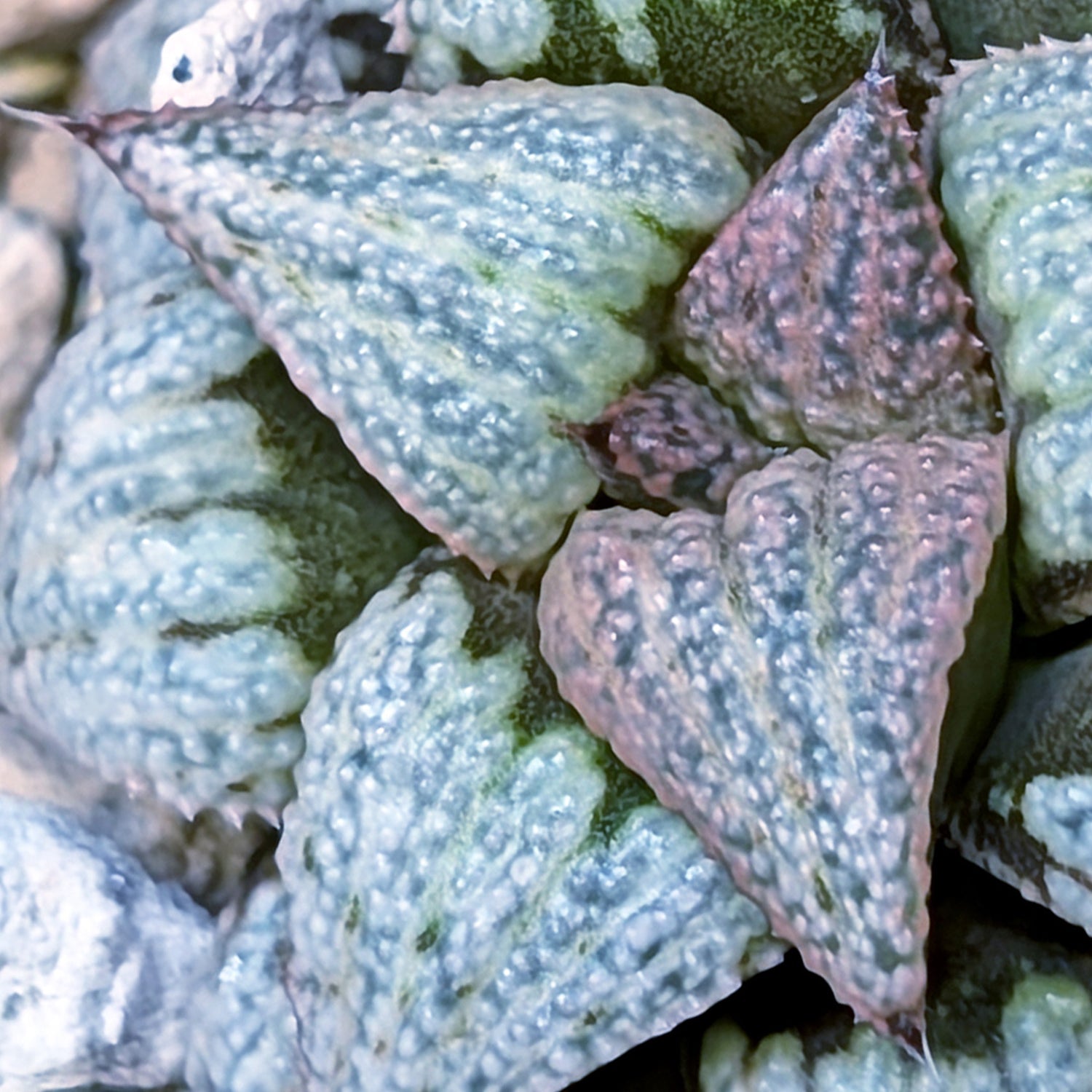 Haworthia Scarlet Begonias X Purple Haze hybrid (PP169 series) #33