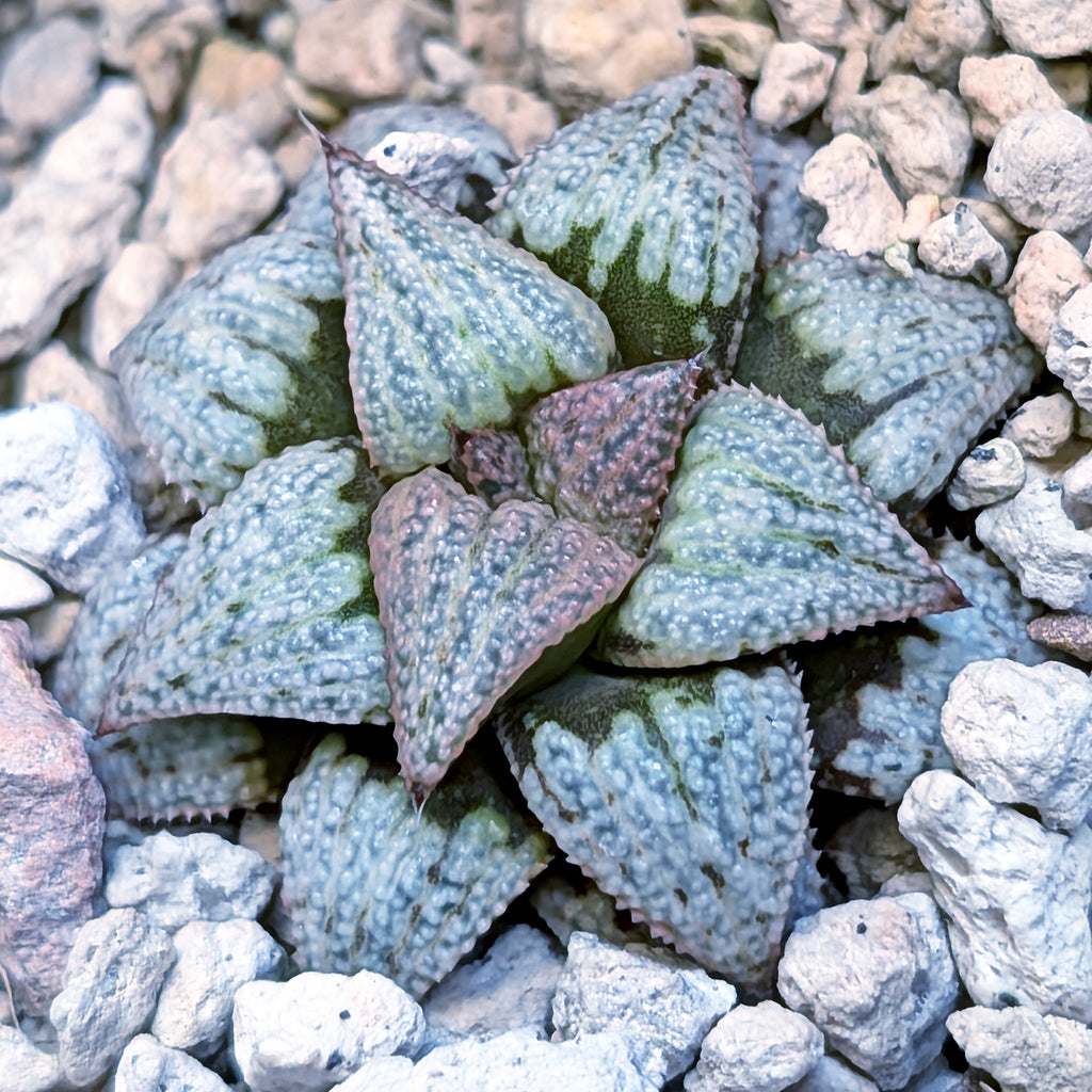 Haworthia Scarlet Begonias X Purple Haze hybrid (PP169 series) #33