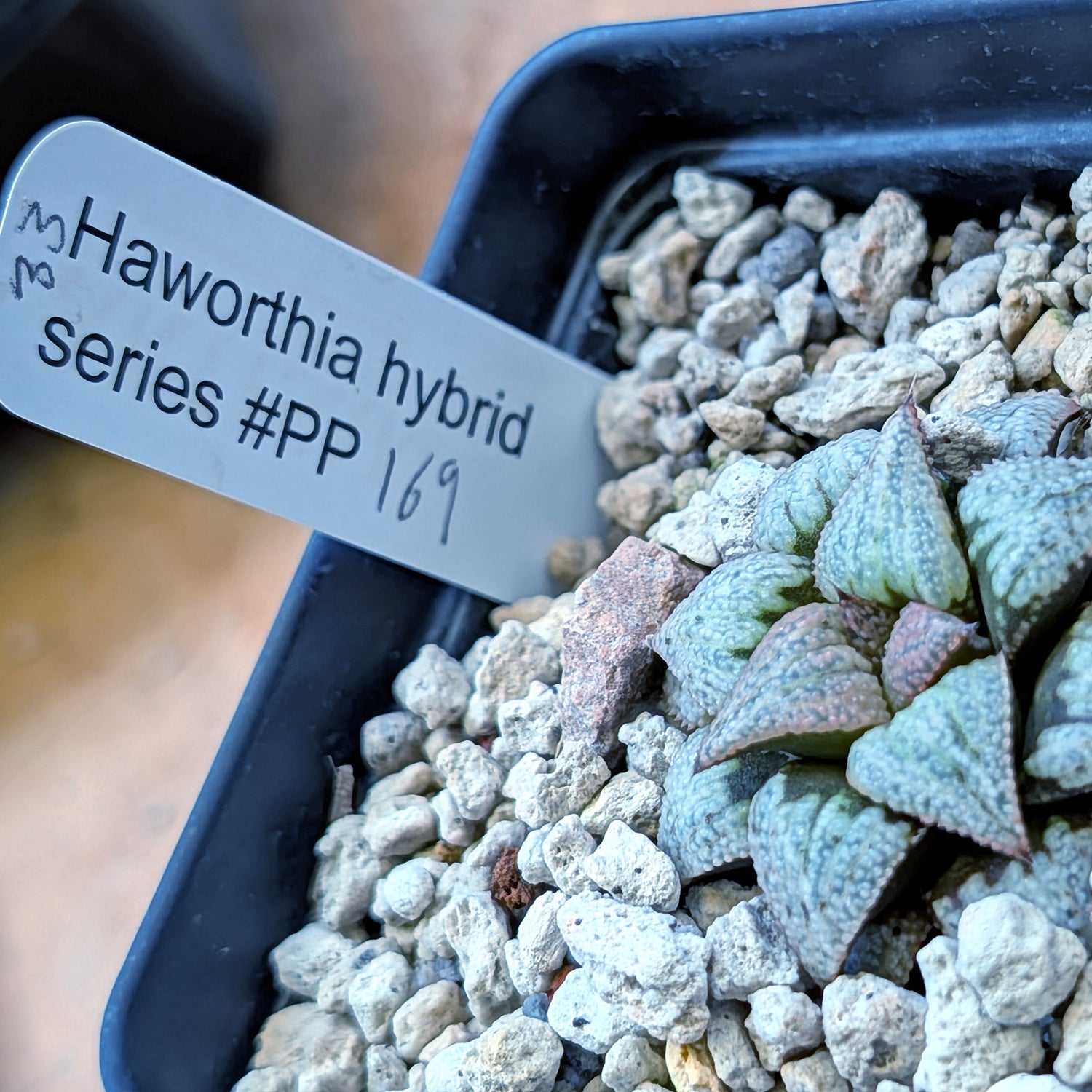 Haworthia Scarlet Begonias X Purple Haze hybrid (PP169 series) #33