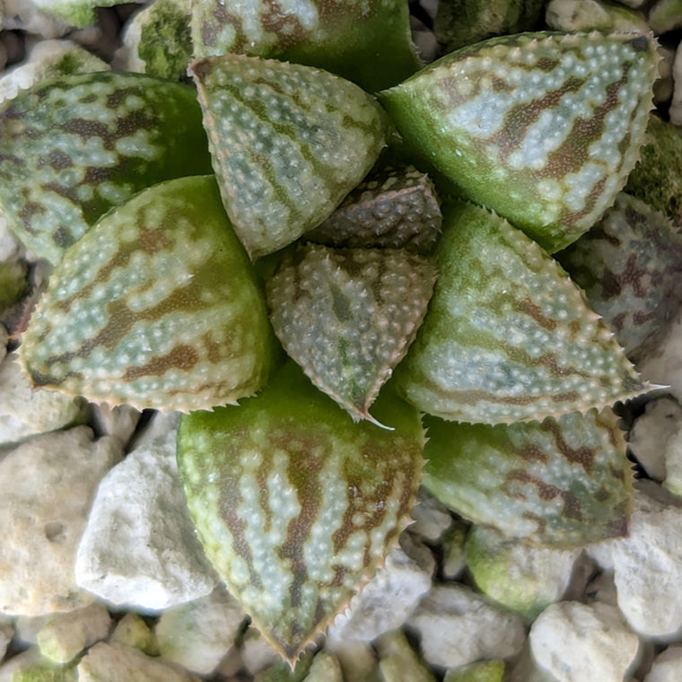 Haworthia PP615 hybrid series #33