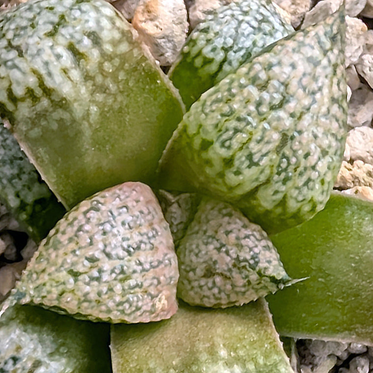 Haworthia 