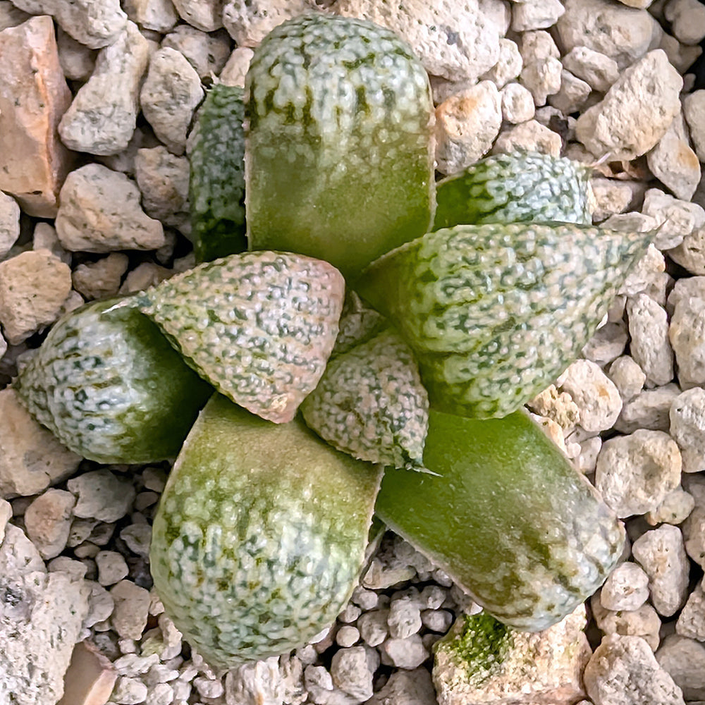Haworthia "TetraTreasures" PP632 hybrid series #33