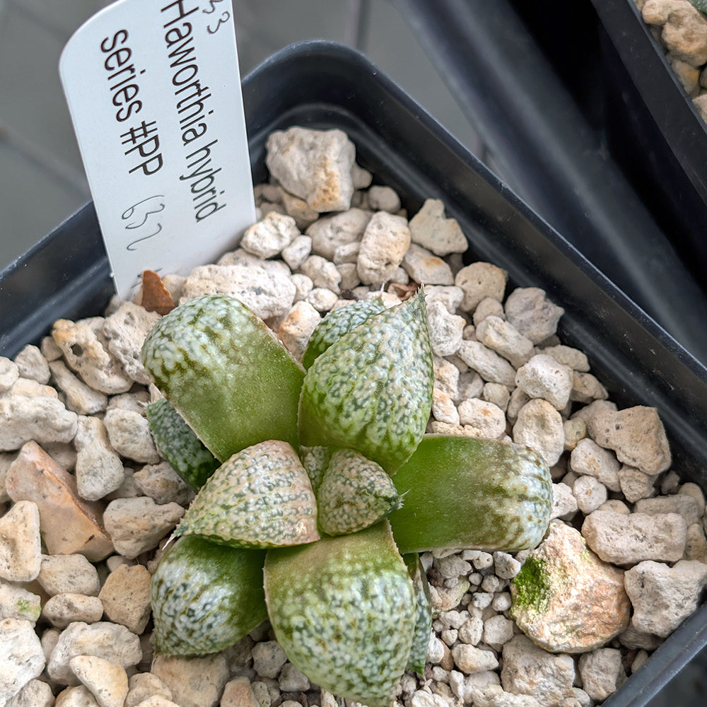 Haworthia "TetraTreasures" PP632 hybrid series #33