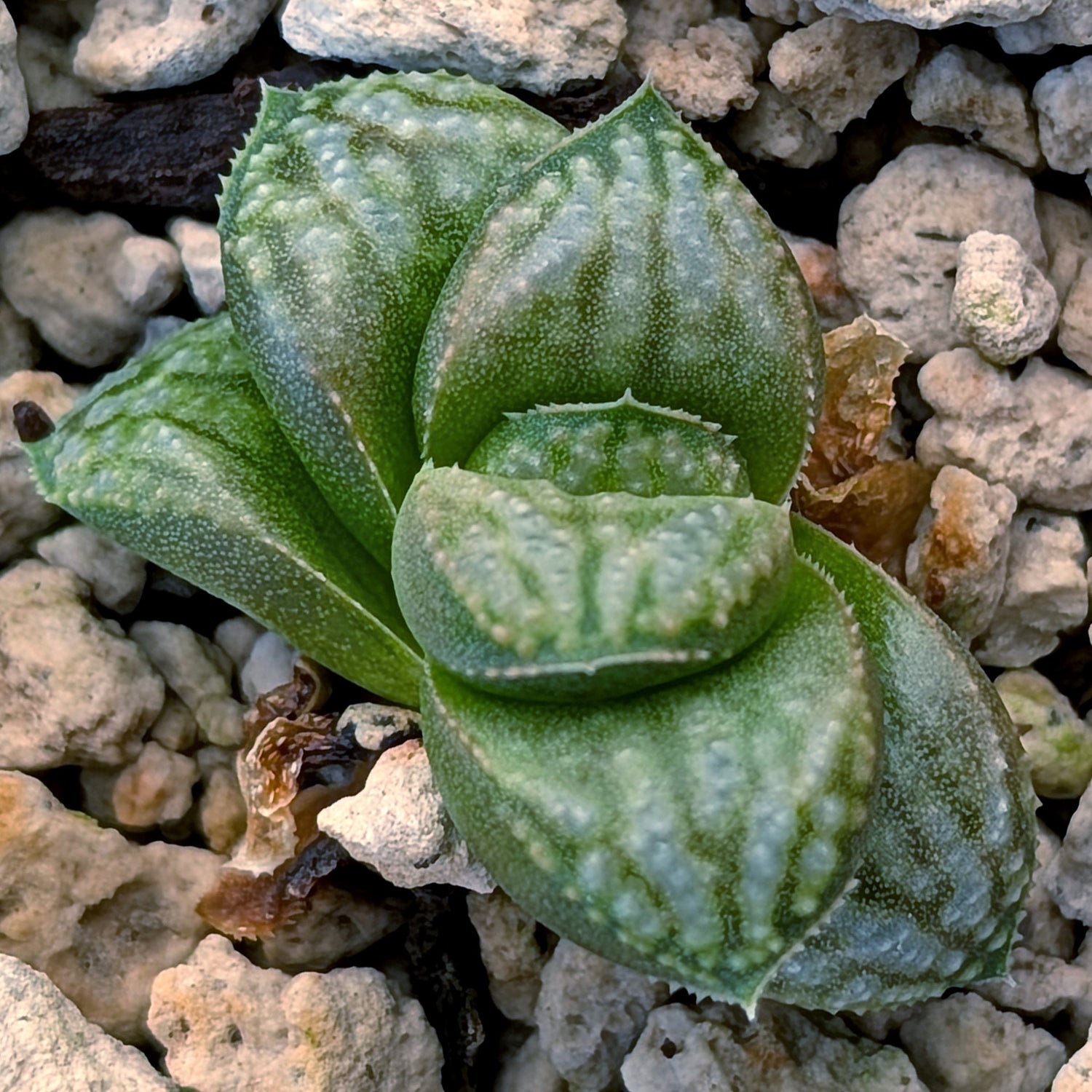 Haworthia PP671 hybrid series #33