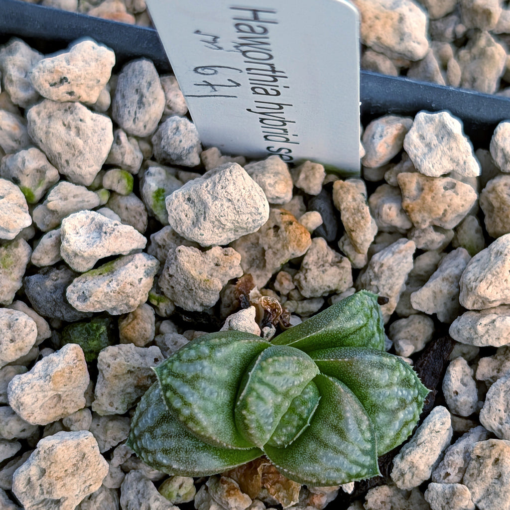 Haworthia PP671 hybrid series #33