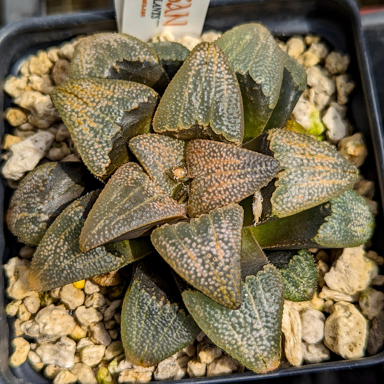 Haworthia groenewaldii hybrid series PP413 #34