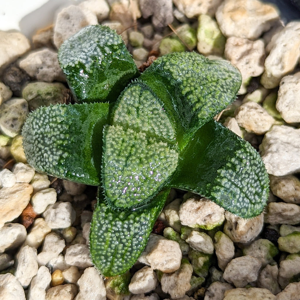 Haworthia groenewaldii hybrid series PP413 #d34 SOLD OUT