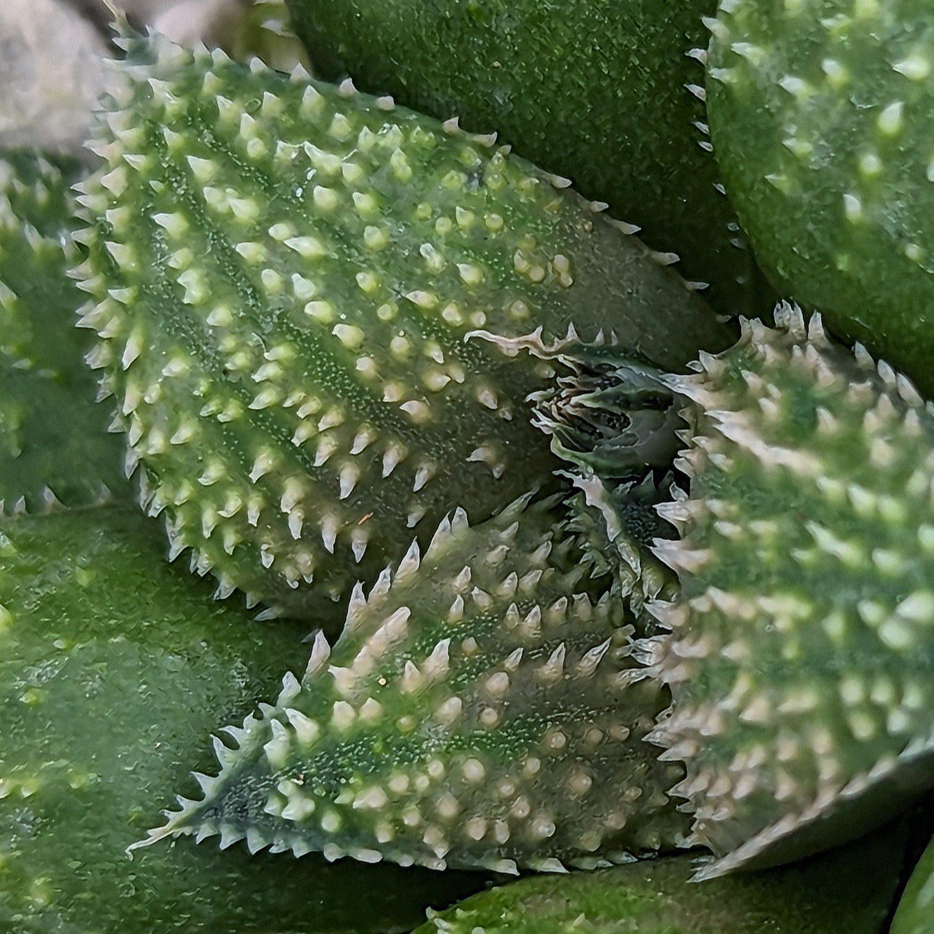 Haworthia parksiana hybrid series PP406 #34 SOLD OUT