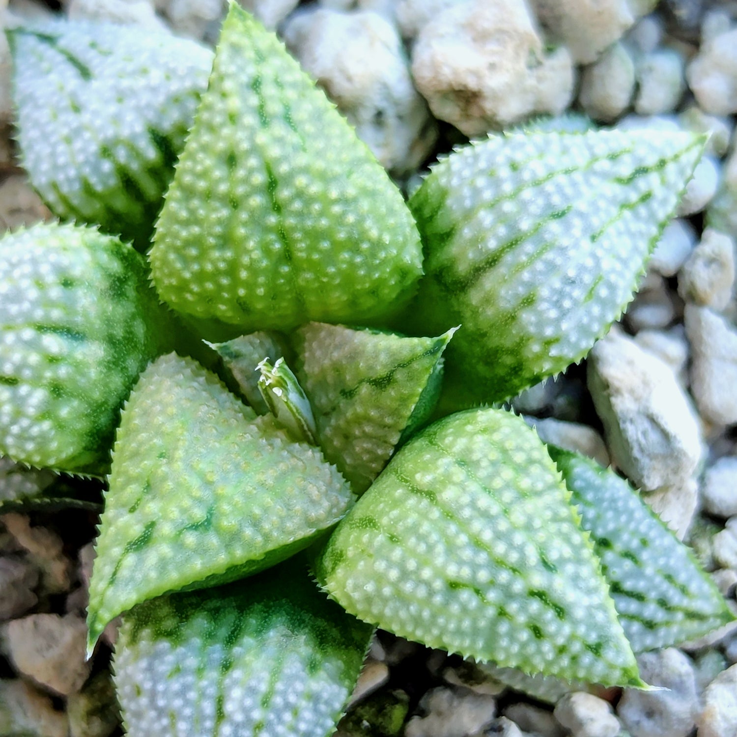 Haworthia PP619 hybrid series #34