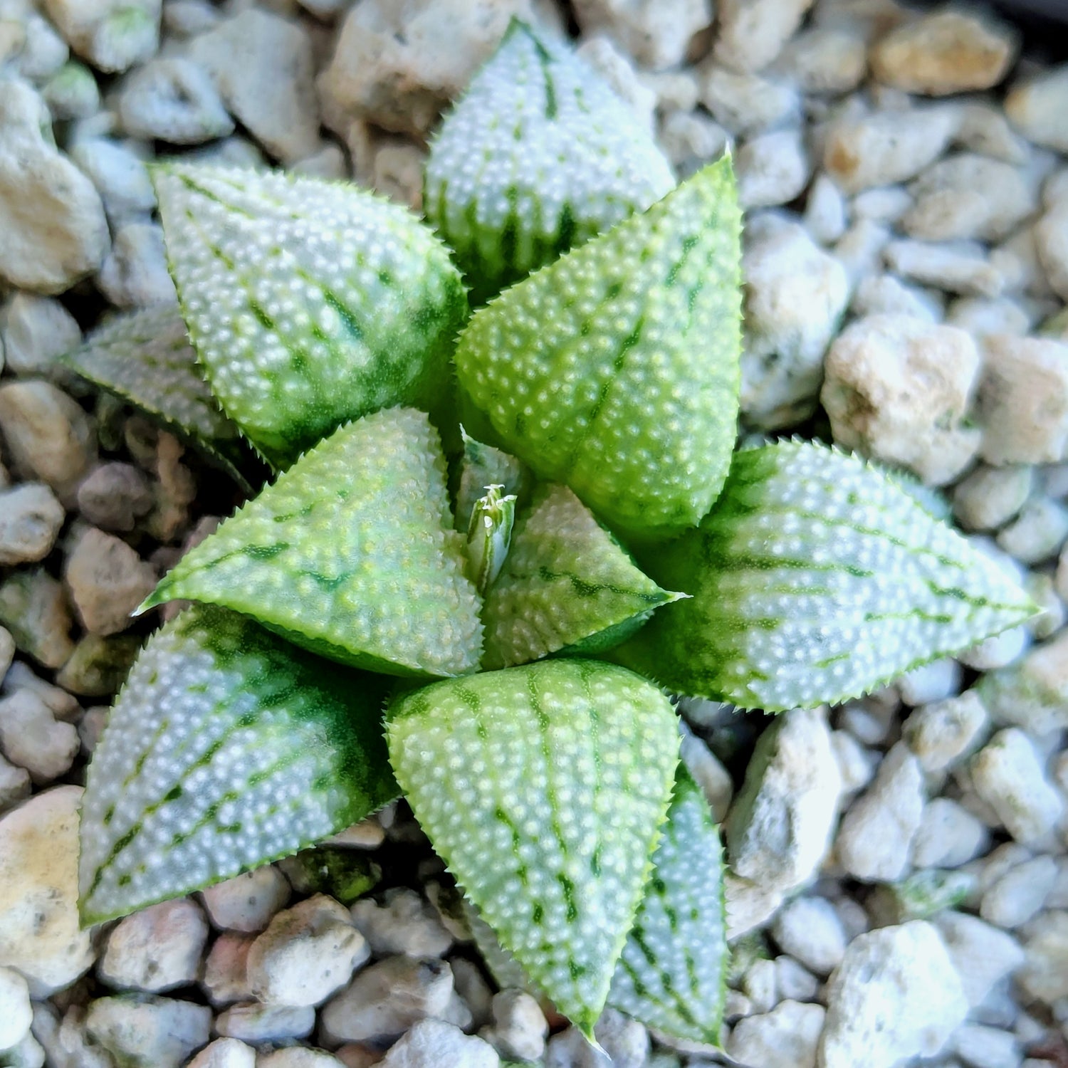 Haworthia PP619 hybrid series #34