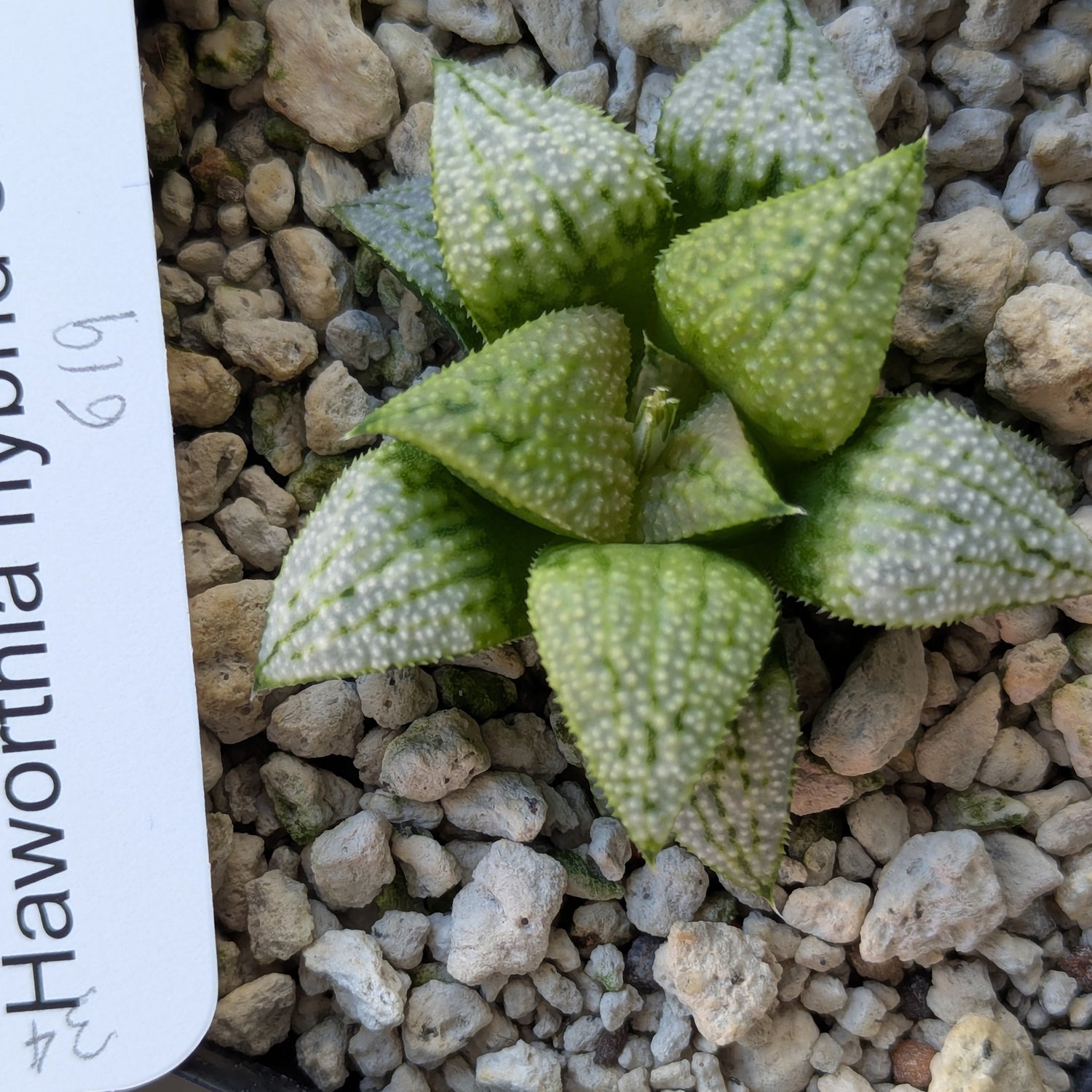 Haworthia PP619 hybrid series #34