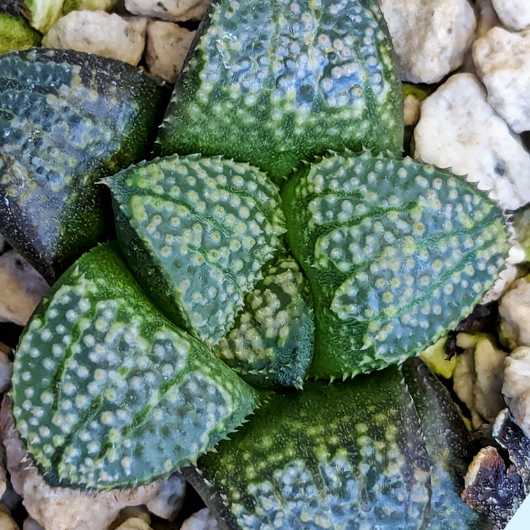 Haworthia 
