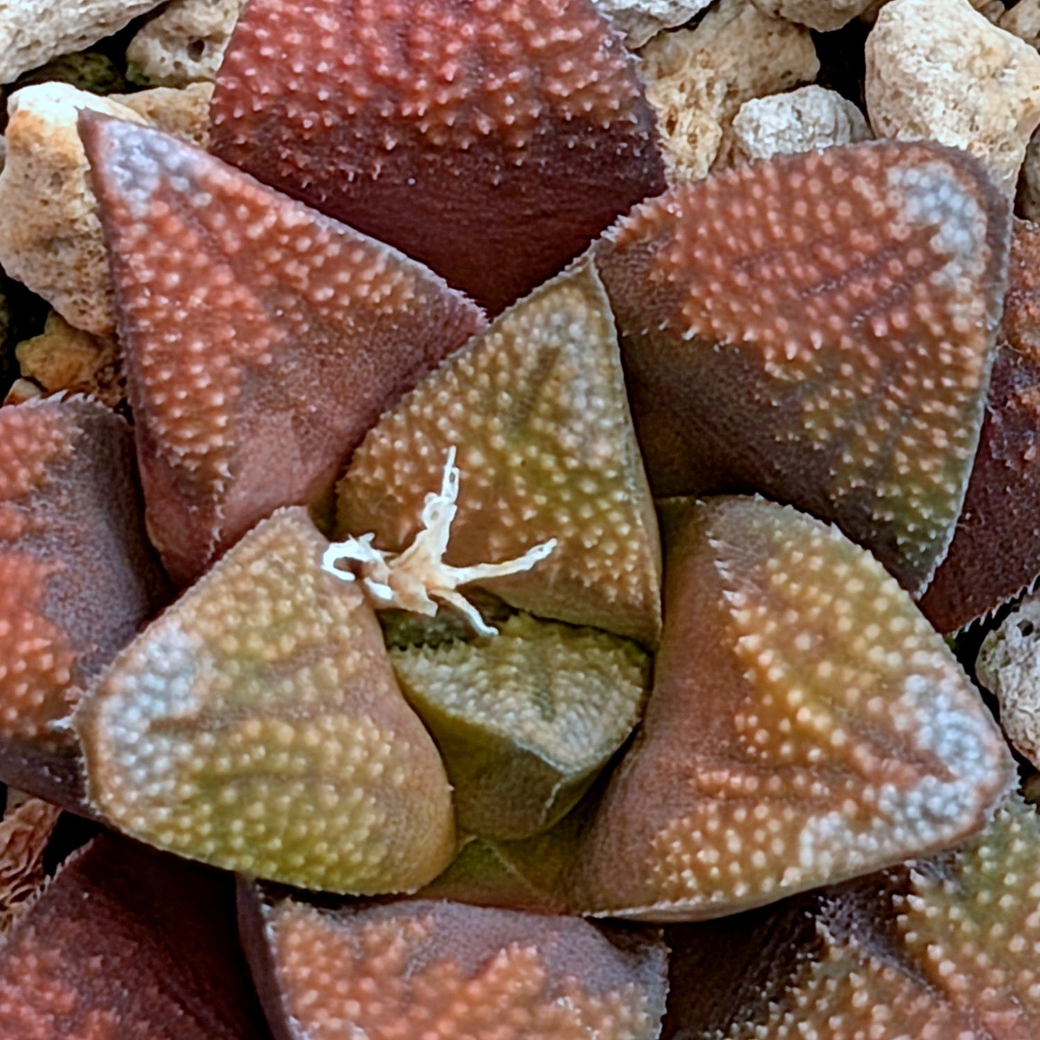 Haworthia groenewaldii hybrid series PP306 #34  9 year old plant